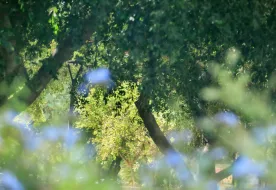 תמונות פרויקט ויצמן 11-13/חכמי קירואן